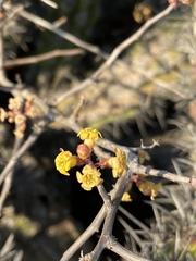 Ribes tortuosum