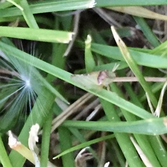 Xerophloea