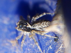 Maeota dichrura