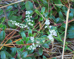 Polygonella articulata