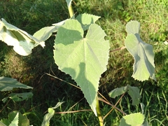 Allowissadula holosericea