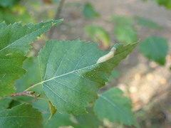 Phyllonorycter cavella