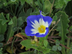 Convolvulus tricolor