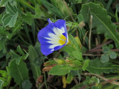 Convolvulus tricolor