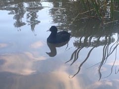 Fulica atra