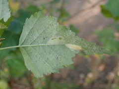 Phyllonorycter cavella