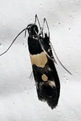 Triclonella determinatella