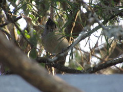 Baeolophus atricristatus