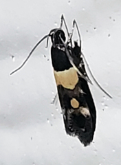 Triclonella determinatella