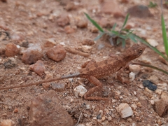 Sitana