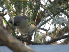 Baeolophus atricristatus