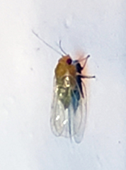 Heteropsylla