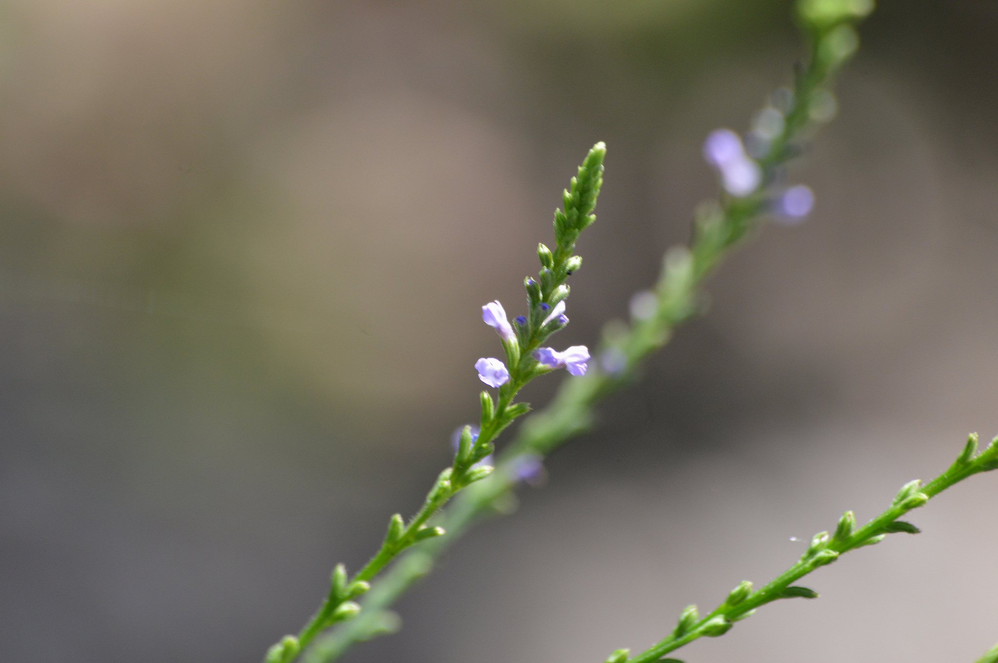 Verbena X engelmannii