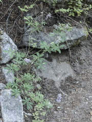 Lupinus latifolius viridifolius