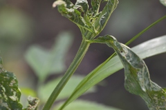 Verbena × engelmannii