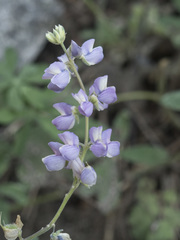 Lupinus latifolius viridifolius