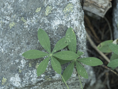 Lupinus latifolius viridifolius