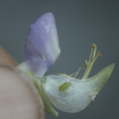 Lupinus latifolius viridifolius