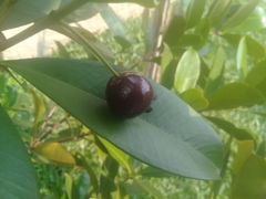 Eugenia brasiliensis