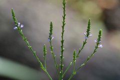 Verbena × engelmannii