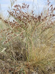 Goniolimon besserianum