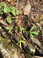 Trifolium virginicum