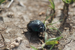 Phanaeus quadridens