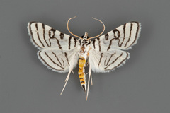 Conchylodes concinnalis