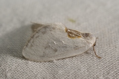Cilix hispanica