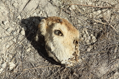 Saiga tatarica