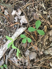 Trifolium virginicum