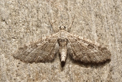 Eupithecia nanata