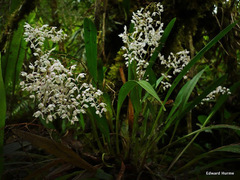 Cyrtochilum