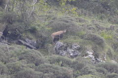 Rupicapra pyrenaica parva