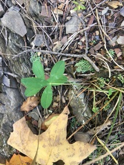 Trifolium virginicum