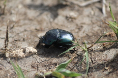 Phanaeus quadridens