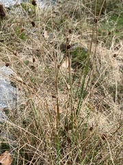 Juncus conglomeratus