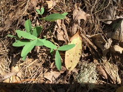 Trifolium virginicum
