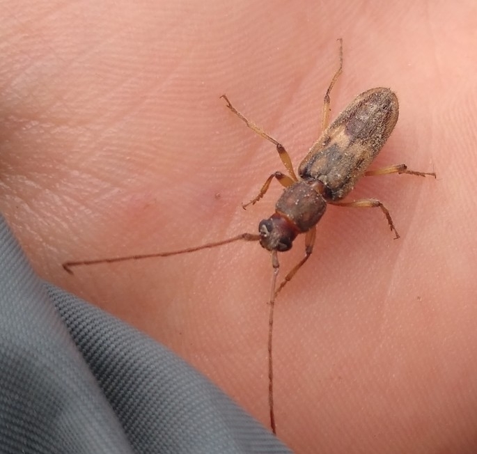 Achrysonini