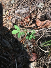 Trifolium virginicum