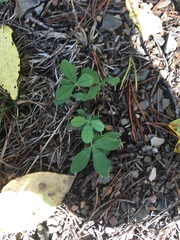 Trifolium virginicum