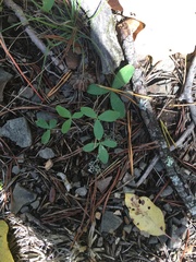 Trifolium virginicum
