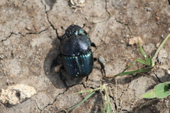 Phanaeus quadridens
