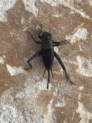Gryllus texensis