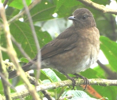 Turdus obsoletus