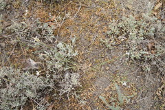 Dianthus marschallii
