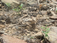 Phrynosoma taurus