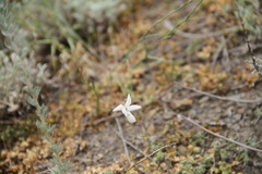 Dianthus marschallii