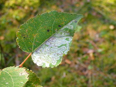 Phyllocnistis labyrinthella