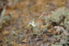 Dianthus marschallii